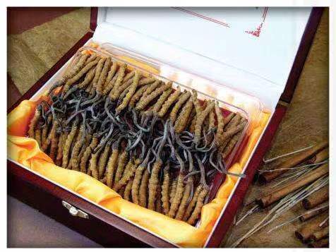 连山冬虫夏草回收